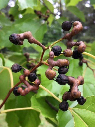 10 seed per pack Hovenia dulcis Honey Tree Japanese or Oriental Raisin Tree
