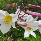 10 seed per pack Lilium regale Regal, Royal or King's Lily