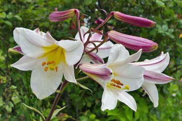 10 seed per pack Lilium regale Regal, Royal or King's Lily