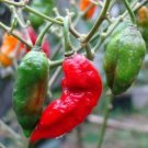 10 seed per pack Capsicum chinense × Capsicum frutescens Bhut Jolokia Ghost Pepper