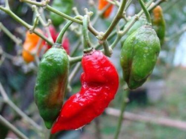 10 seed per pack Capsicum chinense &Atilde;� Capsicum frutescens Bhut Jolokia Ghost Pepper