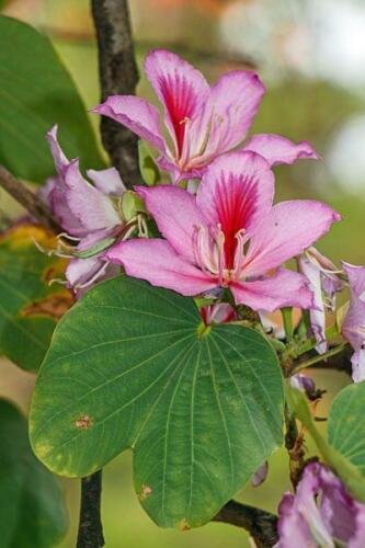 5 seed per pack Bauhinia variegata Camel's Foot Variegated Orchid Tree