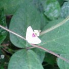 50 seed per pack Macrotyloma uniflorum Madras or Horse Gram Kulthi Bean Hurali