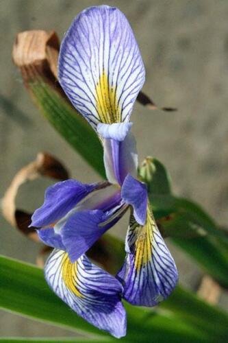 10 seed per pack Iris versicolor Northern Blue Flag Liver Lily Water Iris