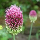 10 seed per pack Allium sphaerocephalon Round-headed leek or garlic Ball-head Onion