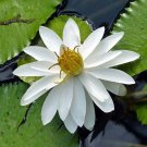 25 seed per pack Nymphaea pubescens Willd White Flower Hairy Water Lily