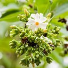 10 seed per pack Nyctanthes arbor-tristis Parijat Night Flowering Jasmine Shiuli