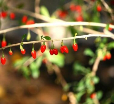 20 seed per pack Lycium chinense Chinese Box Thorn Matrimony Vine Wolfberry