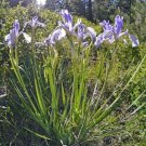 30 seed per pack Iris missouriensis Rocky Mountain Iris Wild Blue Iris