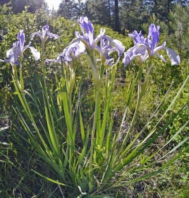 30 seed per pack Iris missouriensis Rocky Mountain Iris Wild Blue Iris