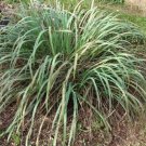 100 seed per pack Cymbopogon citratus West Indian Lemongrass