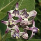 10 seed per pack Calotropis procera Sodom Apple King's Crown Rubber Bush