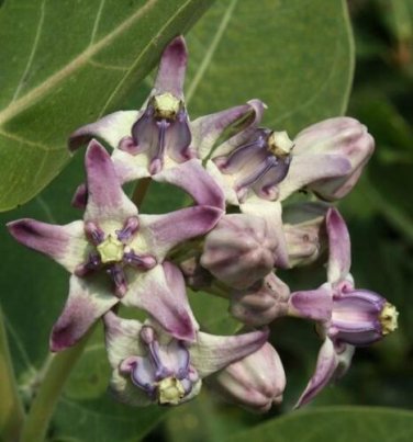 10 seed per pack Calotropis procera Sodom Apple King's Crown Rubber Bush