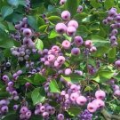 5 seed per pack Syzygium smithii Narrow-Leaved Lilly Pilly Monkey Apple