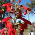 50 seed per pack Salvia coccinea Scarlet or Blood Sage Hummingbird Salvia