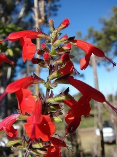 50 seed per pack Salvia coccinea Scarlet or Blood Sage Hummingbird Salvia