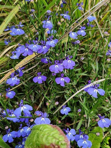 100 seed per pack Lobelia erinus Crystal Palace Annual or Trailing Lobelia
