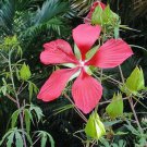 5 seed per pack Hibiscus coccineus Red Texas Star