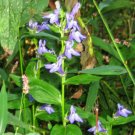 100 seed per pack Lobelia inflata Indian Tobacco Puke Weed