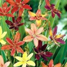 10 seed per pack Pardancanda norrisii Dazzler Dwarf Candy Lily