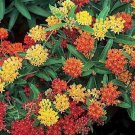 20 seed per pack Asclepias tuberosa Gay Butterflies