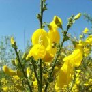 300 seed per pack Cytisus scoparius Scotch Broom Broomtops Irish Broom