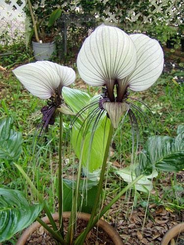50 seed per pack Tacca chantrieri White Bat Plant