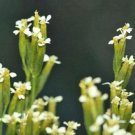 20 seed per pack Tagetes minuta Khaki Weed Little Marigold Muster John Henry