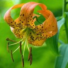 10 seed per pack Lilium superbum Turk's Cap, American Tiger, or Swamp Lily