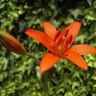 10 seed per pack Lilium concolor Morning Star Lily Salisbury's Lily
