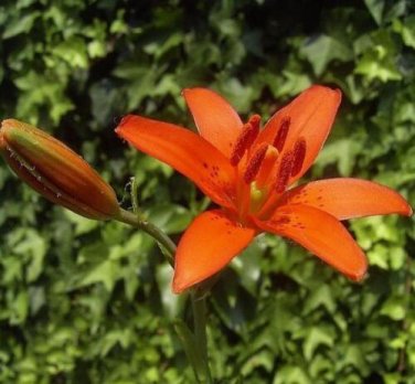 10 seed per pack Lilium concolor Morning Star Lily Salisbury's Lily