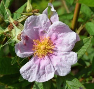 10 seed per pack Rosa palustris Wild Rose Swamp Rose Willow-Leaved Hudson Rose