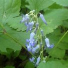 5 seed per pack Clematis heracleifolia Tube Clematis