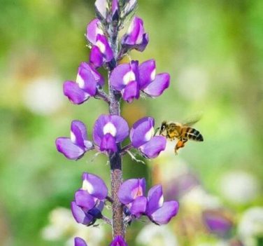 10 seed per pack Lupinus arizonicus Arizona Lupine