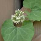 10 seed per pack Cynanchum laeve Honeyvine Sandvine Climbing Milkweed