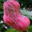 5 seed per pack Magnolia acuminata Cucumber Tree Blue Magnolia