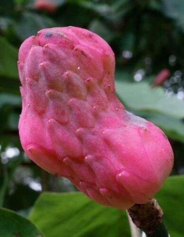 5 seed per pack Magnolia acuminata Cucumber Tree Blue Magnolia