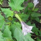 10 seed per pack Datura stramonium Thorn Apple