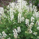 10 seed per pack Lupinus albicaulis Sickle-Keeled or Pine Lupine