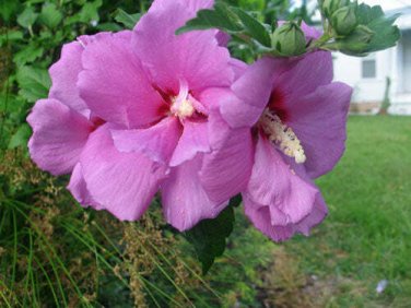 40 seed per pack Hibiscus syriacus Violet Satin Rose of Sharon Shrub Althea