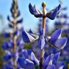 25 seed per pack Lupinus nanus Sky Lupine Ocean Blue or Dwarf Lupine