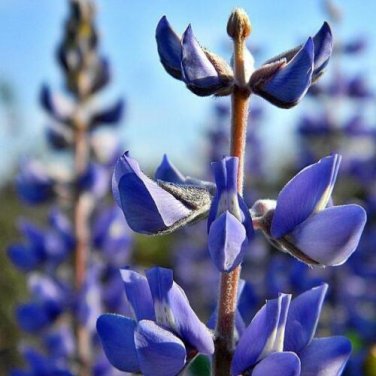 25 seed per pack Lupinus nanus Sky Lupine Ocean Blue or Dwarf Lupine