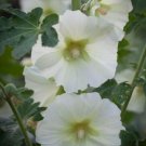 10 seed per pack Alcea rosea subsp. ficifolia Antwerp or Fig Leaf Hollyhock