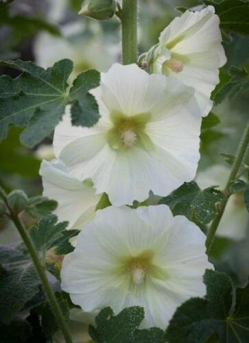 10 seed per pack Alcea rosea subsp. ficifolia Antwerp or Fig Leaf Hollyhock