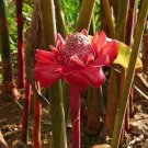 10 seed per pack Etlingera elatior Rose Torch Lily Ginger or Wax Flower