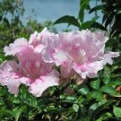 10 seed per pack Podranea ricasoliana Pink Trumpet Vine Zimbabwe Creeper