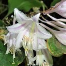 10 seed per pack Hosta longipes var. longipes Amagi Rock Hosta
