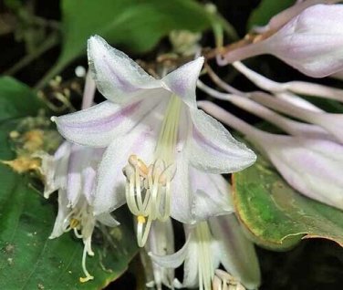10 seed per pack Hosta longipes var. longipes Amagi Rock Hosta