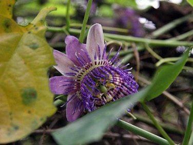 5 seed per pack Passiflora seemannii Seemann's Passion Flower