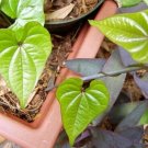 5 seed per pack Dioscorea batatas Cinnamon Vine Chinese Wild Yam